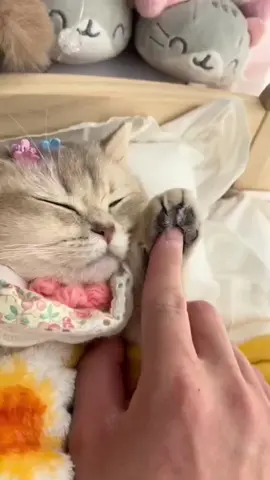 #pet #cat#foryou #fpy