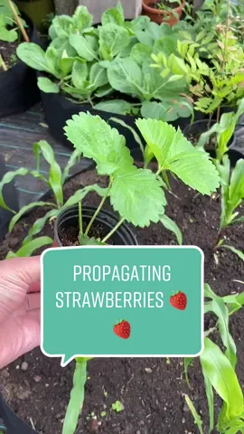 #howto grow some strawberries at home, the easy way!! 😊🌱🍓 #planttips #plantsoftiktok #LearnOnTikTok #garden #gardening #LifeHack #DIY #eco #strawberry