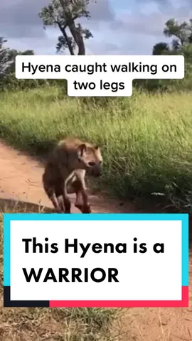 Get this guy a movie deal NOW #hyena#lion#nature#learnsomethingnew
