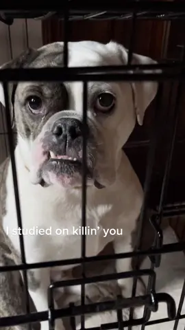 Bagel has a message for you #dog #foryoupage #dogsoftiktok #foryou #fyp