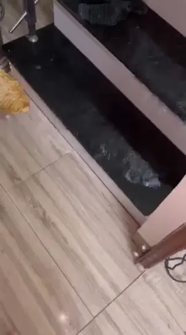 Nhà 3 tầng mà không biết trước các ô thợ xây xây kiểu gì mà mưa nước chảy vào nhà em như xuối vậy. Các bác cho e ý kiến với 😭😭😭#ngaplut #hanoi #leanontiktok #xuhuong #hottiktok #mualu