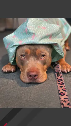 @Animal stories thank you for sharing zoe! me and zoë were meant to be 😍I love my babies #famousdogsoftiktok #bulliesoftikitok #dogsofttiktok #dogmom