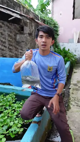 Dibuat deg degan😨 oleh atraksi Toman monster yang dengan ganas memakan lele didalam kantong plastik. #ikanpredator #toman #tomanmonster #kasihmakanikan #atraksi #bapaktoman #imamnoer