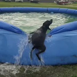 Dog vs pool! 😂😂 #voicedub @klrdubs #funnyclips #funnyvoiceover #comedy #dogdaysofsummer #summer2022 #dogs #dogsoftiktok