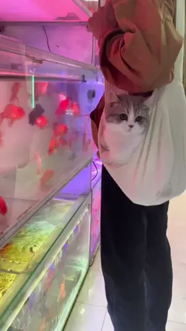 😊😊#pet #cat#foryou #fpy