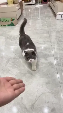 #pet #cat#foryou #fpy