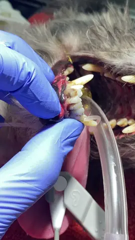 Dental disease in a dog.  #tiktokvet #dog #dental