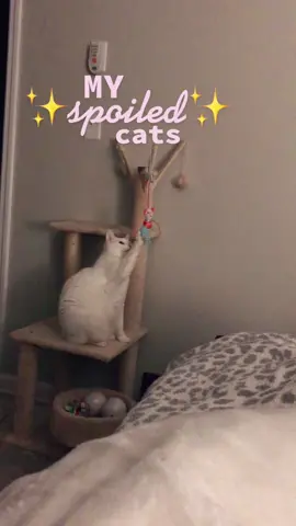 Spoiled cats 😇😇 #spoiledrotten #spoiledcats #spoiledcatsbelike #spoiledbrat #spoiledcat #spoiledcatcheck #spoiledcatsoftiktok #spoiledcatslivehere #spoiledcats😸😸