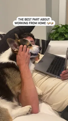 Snuggles while working is da best 😅 #corgidog #dogsnuggles #corgilove #doglover #fyp
