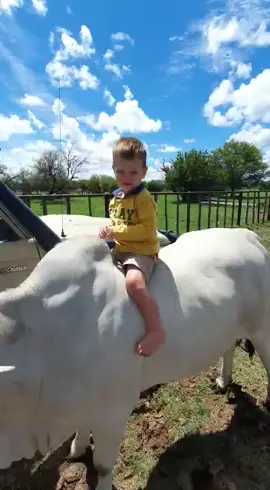 Teach them while they are still young 🙌🌽#cattle #zebu #cattleranch #farmerlife #ranching #cowsquad #nature #kroonveebrahmans #kroonvee #brahman #brahmansa #cattlefarm #farming #beefcattle #farmerlife #brahmancattle #stud #bulls #boerseun#plaas #plaaslewe🌽