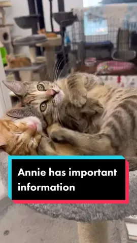 Adopt from your local shelter! #catadoption #catshelter #catrescue #adoptacat #catsoftiktok #thecatterycc