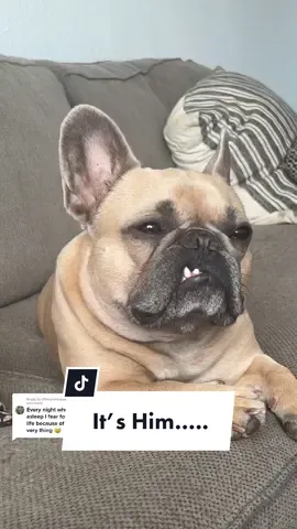 Reply to @tiffanycoleslaw  maybe? Really? #frenchieoftiktok #dogfart #dogsoftiktok #MINDORDERING #maybeitsme @somefrenchienamedapollo @somefrenchienamedapollo