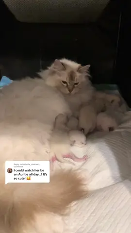 Reply to @isabella_nikkiaz  Auntie Summer is very protective over the kittens