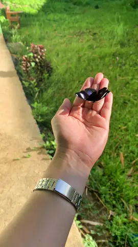 This butterfly keeps on landing on my hand. So cute!! #butterfly #fyp #foryoupage