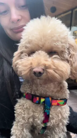 Poodle life #dog #poodle #pudel #pies #piesek #doggo #puppy @lily_saleck