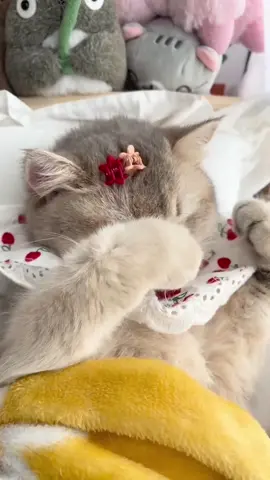 😊😊😊 #pet #cat#foryou #fpy