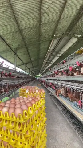 Peternakan ayam petelur #ayam #ayambroiler #kandangayam #peternakanayam #chick #petelur #fypシ #fyp