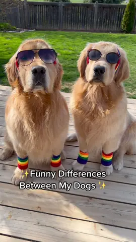 Are you a Sterling or a Colin ? 😆#differences #goldenretrievers