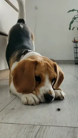 Muchy nie skrzywdzi... bawić się chciała a ta się dupą wypięła 😁 #loka #pies #piesek #babydog #littledog #beagle #beagleoftiktok #beaglepuppy #funnydog #smiesznefilmiki #HelloHBOMaxChallenge