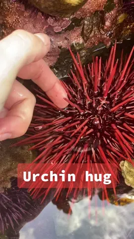 Would you let an urchin hug you? 🤓 #seaurchin #urchin #echinoderm #intertidal #marinebiology #marinebio #fyp #foryou #fypシ