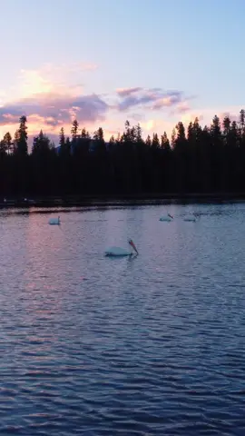 Pelicans in a mountain lake? 🤔🤷🏻‍♂️😍#lake #birds #sunset #godislove #nature #calm #peace #peaceful #relax #god #pnw #scenery #natureismytherapy #naturetok #natureinspired #oregon #landscape #pnwonderland