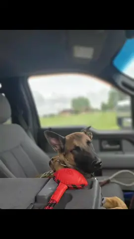 Corporal earned his pup cup #k9 #malinoisdog #malinoispuppies #velociraptor #malinois #belgianmalinois #malinoisofinstagram #belgianmalinoisoftiktok #veteran #merica #donttreadonme