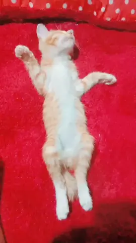 Gerah aku tuh ✌#kucing #cat #catlover #fyp