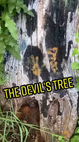 Is the Devil’s Tree the most haunted location in New Jersey? 🌳#thedevilstree #devilstree #devilstreenj #hauntedtravel #hauntedtiktok #hauntednj  #hauntednewjersey #hauntedwoods #hauntedplaces #creepyplaces #paranormaltok #hauntedtravels #darktourism #spookytravel #spookytravels #hauntedtravel #atlasobscura