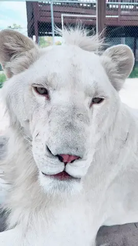 Birthday boy chin scratches 🥰 #NOTpets #lion #lions #bigcat #bigcats #cat #cats #beautiful #handsome #happybirthday #Love #mohawk #stunning #birthdayboy #animal #animals #fl #florida