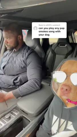 Reply to @ullll411 not the owner of this song #funny #puppy #Funnyvideos #fun #dogs #senseofhumor #goodvibes #doglove #dogloversoftiktok #dogsfight
