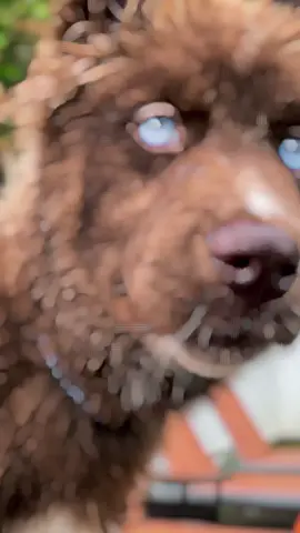 Please and thank you 🙏🏽❤️ #fyp #doggosoftiktok #puppy #clarity