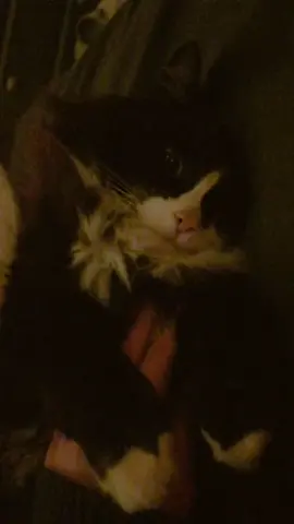 why the fuck does he look traumatized #cat #baby