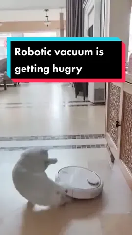 Robotic vacuum is getting hugry #smarthome #roboticvacuum #foryou #pfy #fyp #tiktok #cat