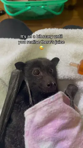 #bat #flyingfox #fruitbat #wildlife #wildliferescue #queensland #australia #animalrescue #animal #fyp