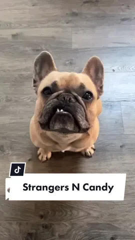 Reply to @bennyblanco_andfriends  just say no!!! #justsayno #park #dogdad #jasonbankscomedy #strangerdanger #frenchiesoftiktok #dogsoftiktok @somefrenchienamedapollo @somefrenchienamedapollo
