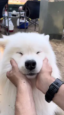 it’s about darn time for some GOOD BOYE PATS🥰🤪🥰