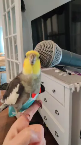 Lucky's karaoke sesh!!!! #viral #kareoke #foryourpage #fyp #rockstar #parrots #cockatielbird #cockatielbird #singing #hobby #viraltiktok