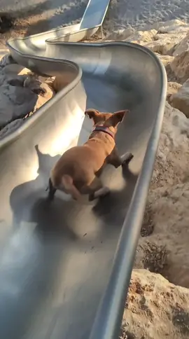 na ona se lo pasa pipa! 😂💯💪  #perro #tobogan #parque
