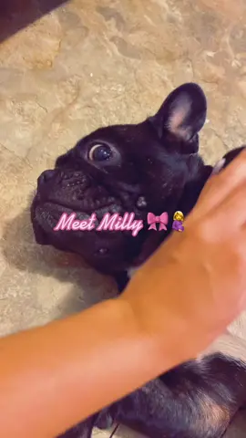 My girl did & is doing so good 😍🤍 #frenchie #foryou #socute