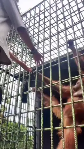 Riauaktual.com - Seorang pengunjung Kebun Binatang Kasang Kulim, Kabupaten Kampar mendadak viral di media sosial (Medsos) karena ditarik seekor orang utan. Lantaran jarak pria tersebut terlalu dekat dengan kandang orang utan yang diberi nama Tina ini, orang utan ini pun langsung menarik baju hingga kaki pengunjung bernama Hasan tersebut. 𝐒𝐞𝐥𝐞𝐧𝐠𝐤𝐚𝐩𝐧𝐲𝐚: 𝐰𝐰𝐰.𝐫𝐢𝐚𝐮𝐚𝐤𝐭𝐮𝐚𝐥.𝐜𝐨𝐦 #riauaktual #riau #aktual #beritatiktok #viral #viralvideo