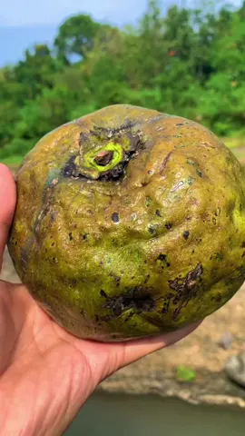 Buah black sapote jenis matt giant super jumbo non biji #inspirasitanamanbuah #blacksapote #fyp