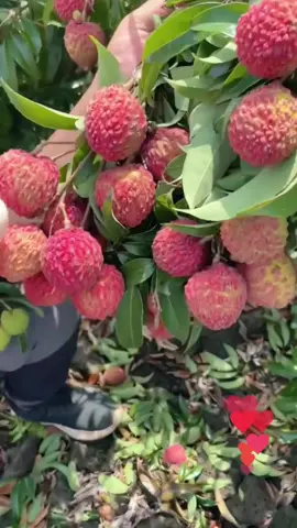 Super sweet fruit, have you ever eaten it? 🤤 #fruit #plants #rurallife #countryside #nature #satisfying #foryourpage #asmr
