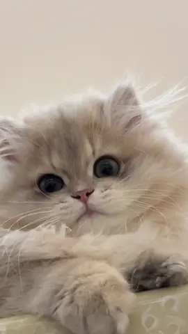 wink 😉 #cutecat #catoftiktok #PetsOfTikTok #kitten #pets