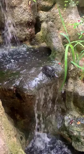 Tough turtle🐢#trending #lol #turtle #takingrisks #falling #funny #iwanttofly #entertaining #falls #haha #risktaker