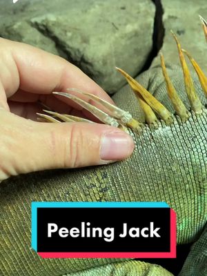 Reply to @truckerswife223 Ask and you shall receive more shedding videos #reptileshedding #iguanasoftiktok #exoticpets #pets #petgrooming #greeniguana #blueiguana