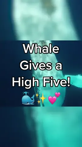 Fun Fact: Whales LOVE giving high fives! 🐳💕✨ #WhaleTok #Whales #NationalOceansDay #Sealife #OceanLife #SaveOurSeas #OceanConservation #CuteWhales #Oceans #AmazingAnimals #Scuba #ScubaDiving
