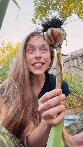 The leaves are the layers of papery skin you have on a died head of garlic. If to many die back you can expose to much of the garlic head leading them to potentially rot in the ground. I can’t believe it’s almost time!! #garlic #hardneckgarlic #backyardgardening #homegrownfood #growfood #growyourownfood #gardentok