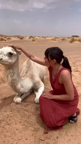 Marruecos mini #Vlog. 🐫 #marruecos #morocco #marrakech #travel #trip #Lifestyle #trend #parati #fyi
