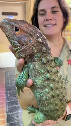 Caiman lizards🦎 are epic and their teeth look a lot like yours back 🦷  big molars. They are. used to crush shell fish and big apple snails. They live in #peru and live in the Amazon basin river chain. #interesting #reptiles #lizards #animalsoftiktok #Amazon