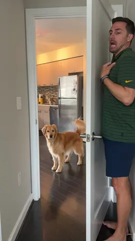 Taste-and-Seek dental chew #dog #goldenretrieverlife #tasteandseek